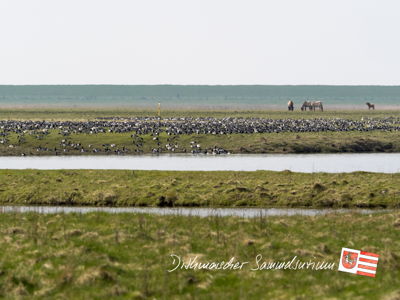 Gänse und Konik-Pferde im Wöhrdener Loch.