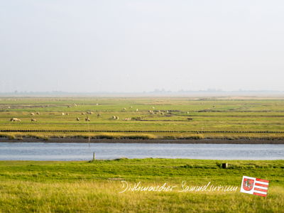 Deichvorland bei Friedrichskoog mit Schafen am Hafenstrom.