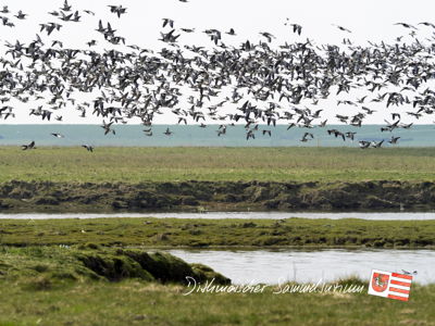 Gänseschwarm im Wöhrdener Loch.