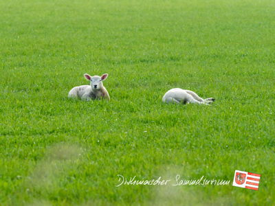 Dithmarscher Lämmer